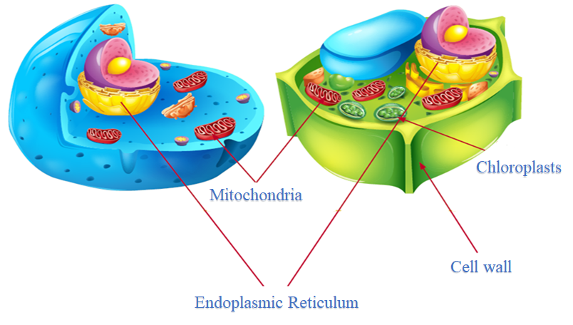 Plant Cells and Animal Cells 